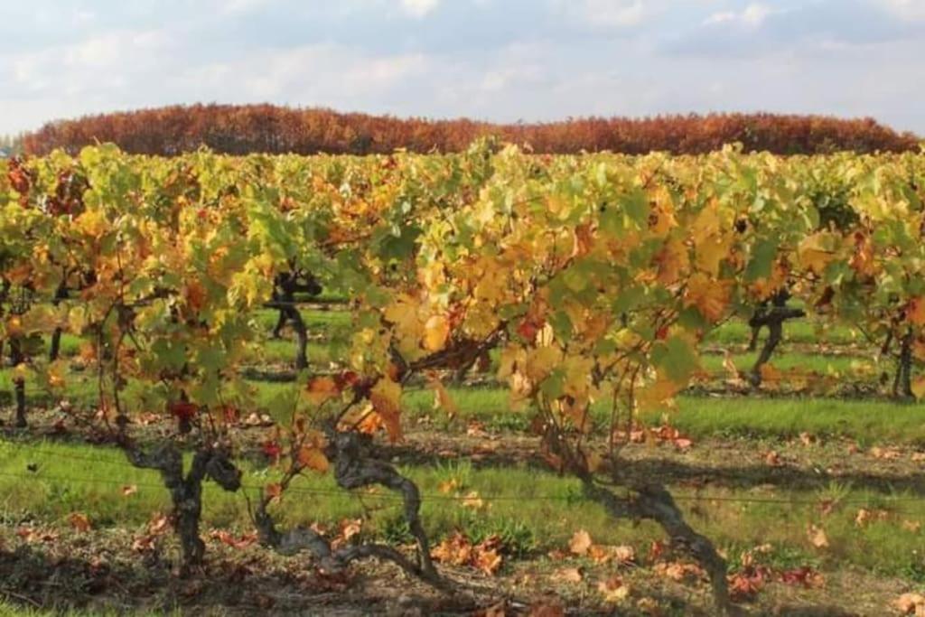 En Bord De Loire * Blaison-Saint-Sulpice